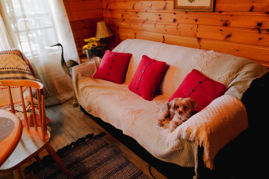 Dog friendly